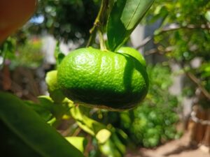 El letal “Dragón Amarillo,” la plaga que acabó las plantaciones de cítricos en La Concha, Masaya
