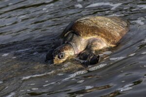 Cazadores furtivos y pobladores desalmados acaban con la fauna en Nicaragua  